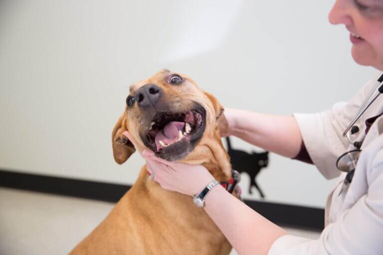 Pet Diet Counseling - Blaine Central Veterinary Clinic