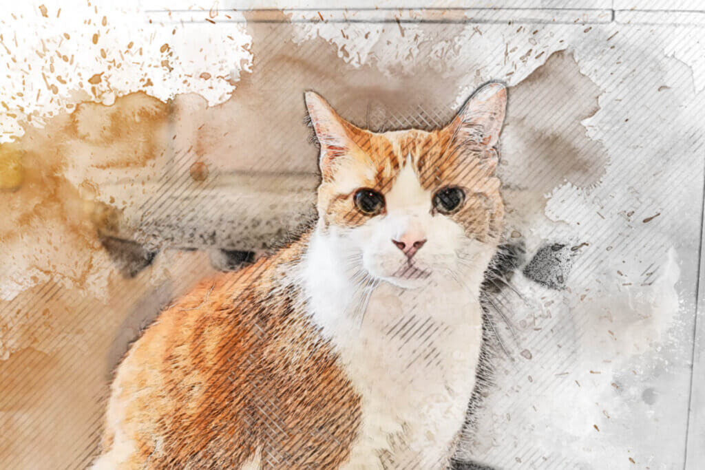 Veterinary Hospital Standards - Blaine Central Veterinary Clinic